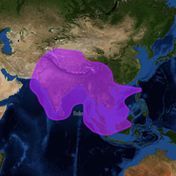 6a asia